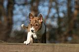 BASENJI 123